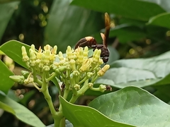 Polistes sagittarius