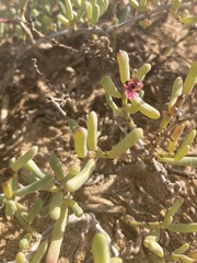 Salsola divaricata