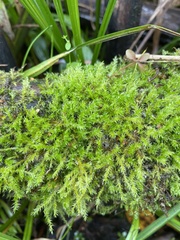 Amblystegium serpens