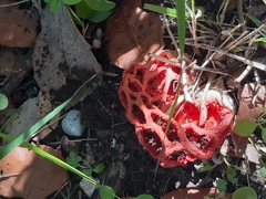 Clathrus ruber