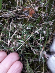 Laxmannia orientalis