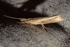 Plutella psammochroa