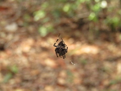 Araneus angulatus