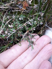 Laxmannia orientalis