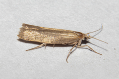 Plutella psammochroa