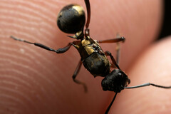 Polyrhachis rufifemur