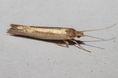 Plutella psammochroa