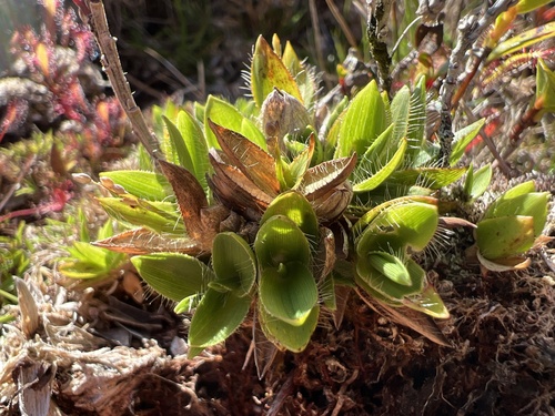 Dichanthelium isachnoides