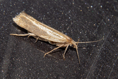 Plutella psammochroa