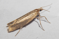 Plutella psammochroa