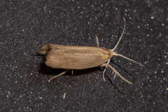 Plutella psammochroa