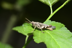 Xenocatantops brachycerus