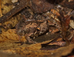 Microhyla