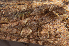 Ichneutica
