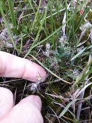 Xanthosia huegelii