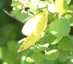 Eurema floricola