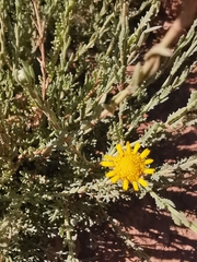 Cladanthus scariosus