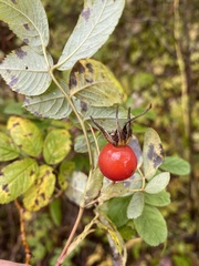 Rosa majalis