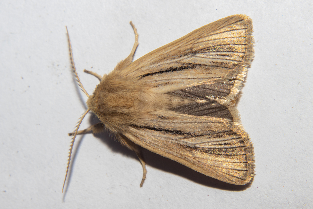 Ichneutica acontistis