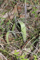 Caladenia tentaculata