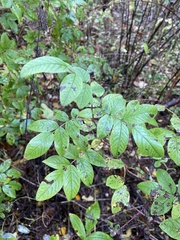 Rosa majalis
