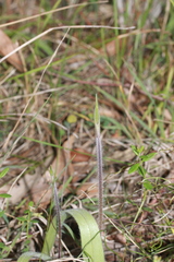 Caladenia tentaculata