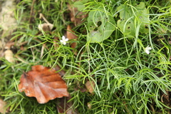 Moehringia muscosa