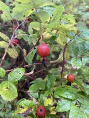 Rosa majalis