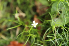 Moehringia muscosa