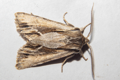Ichneutica paracausta
