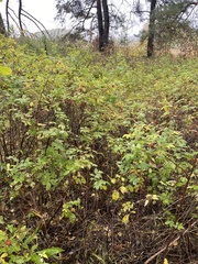 Rosa majalis