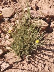 Cladanthus scariosus