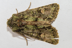 Ichneutica plena
