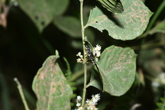 Bocchoris inspersalis