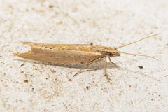 Plutella psammochroa