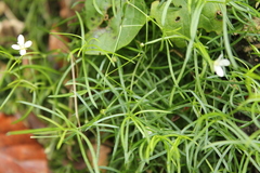 Moehringia muscosa