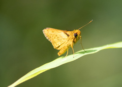 Taractrocerini