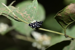 Bocchoris inspersalis