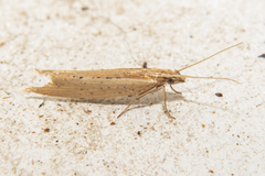 Plutella psammochroa