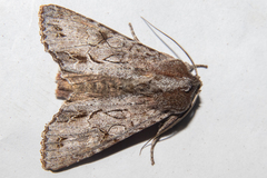 Ichneutica ustistriga