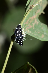 Bocchoris inspersalis