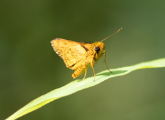 Taractrocerini