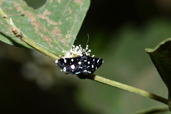 Bocchoris inspersalis