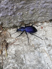Carabus scabrosus
