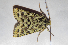 Meterana exquisita