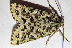 Meterana exquisita