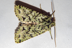 Meterana exquisita