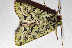 Meterana exquisita