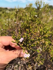 Euchaetis albertiniana
