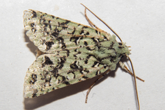 Meterana exquisita
